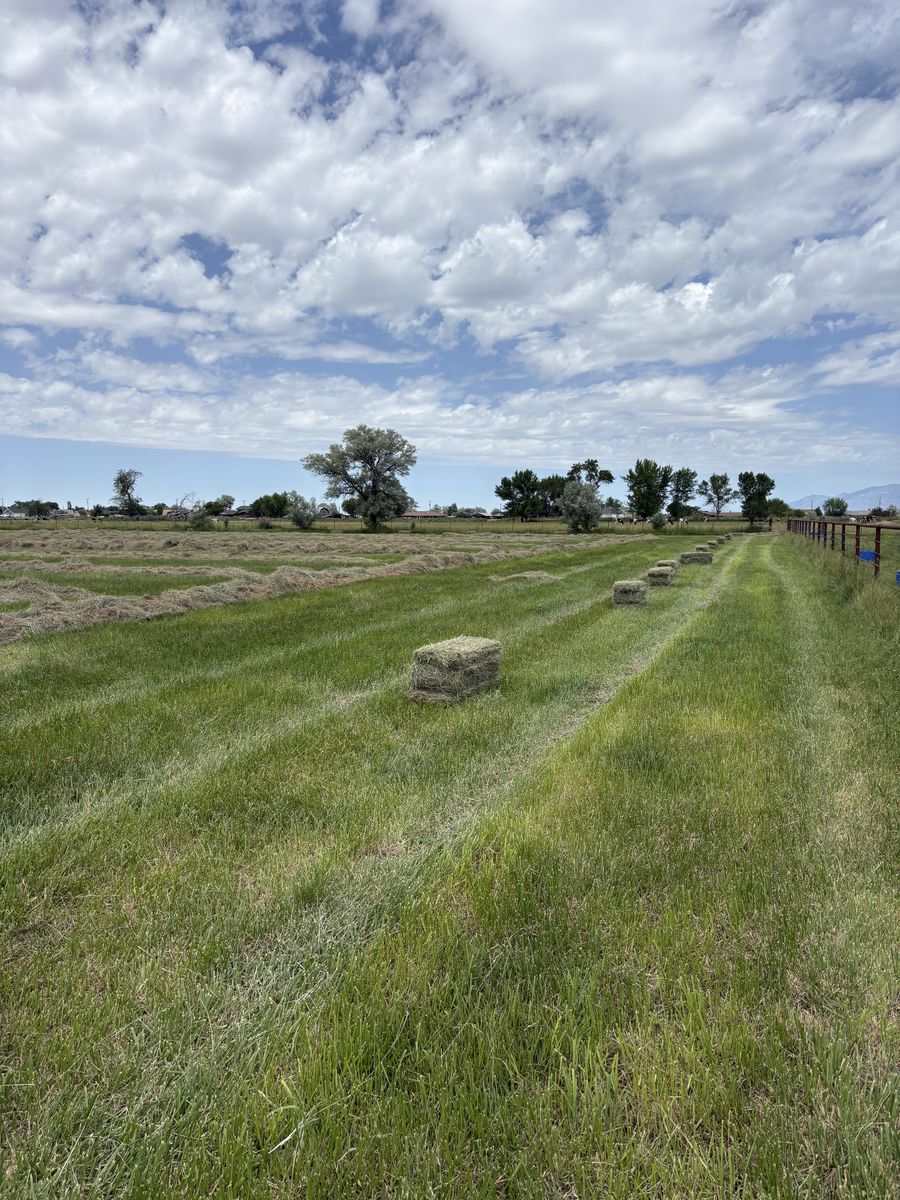 Grass Hay