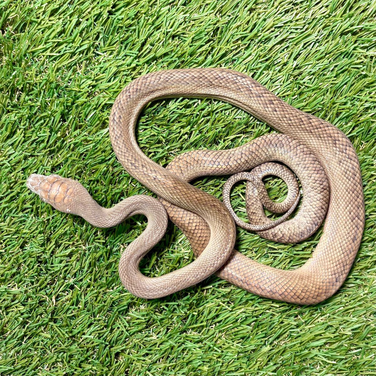 2 Year Old Female Patternless Scrub Python