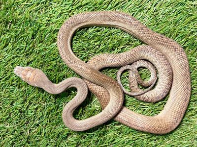2 Year Old Female Patternless Scrub Python