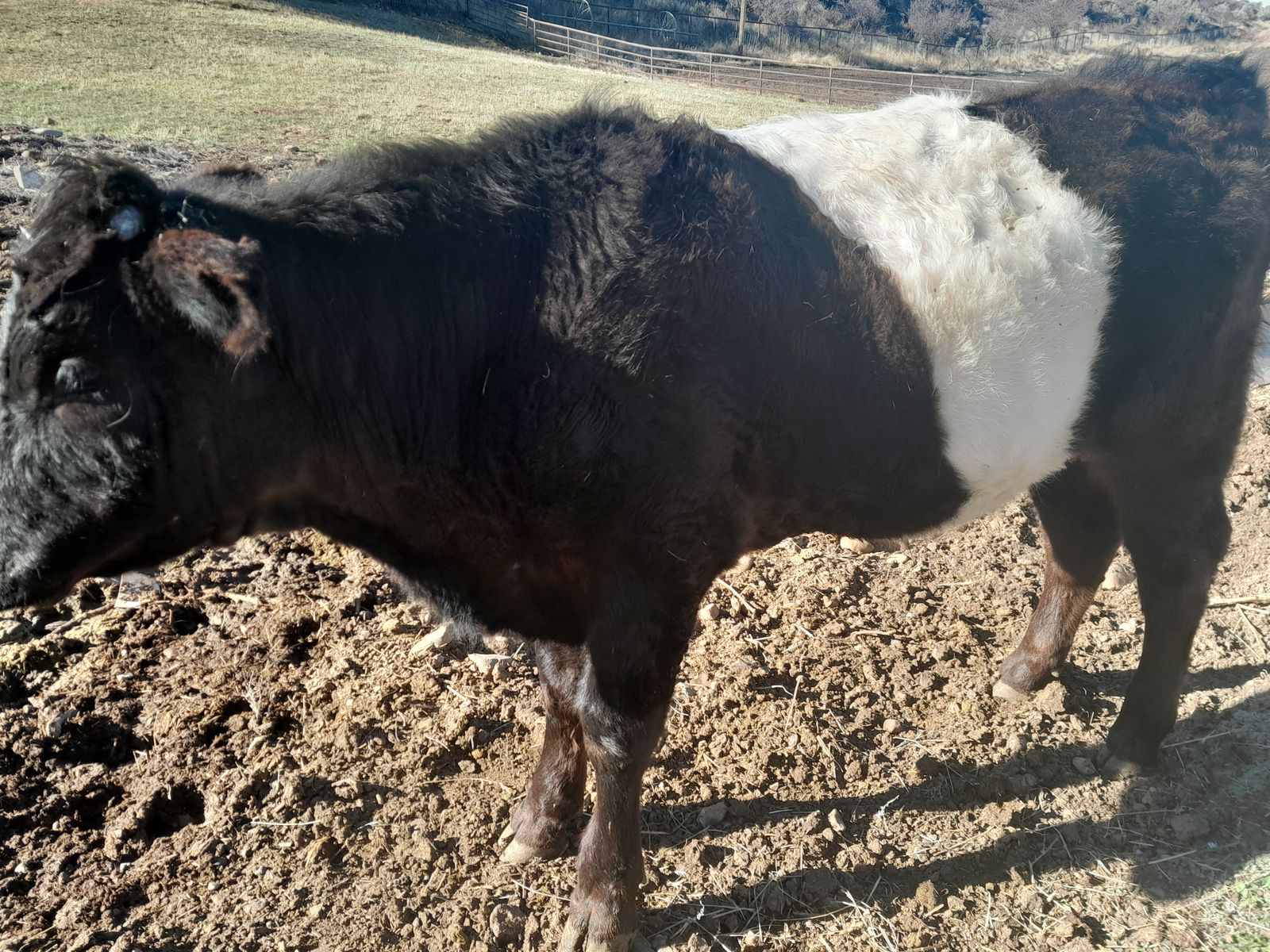Year old Galloway/Wagyu calves-steers