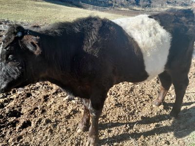 Year old Galloway/Wagyu calves-steers