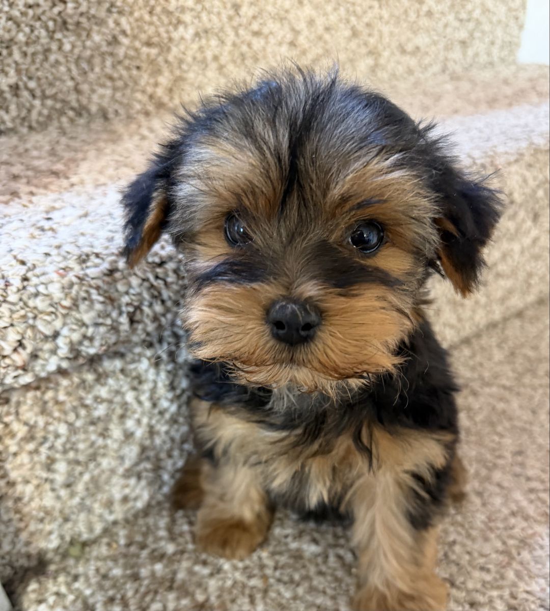 Cute little purebred Yorkie puppy Yorkies