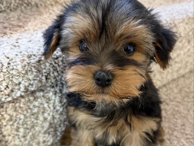 Cute little purebred Yorkie puppy Yorkies