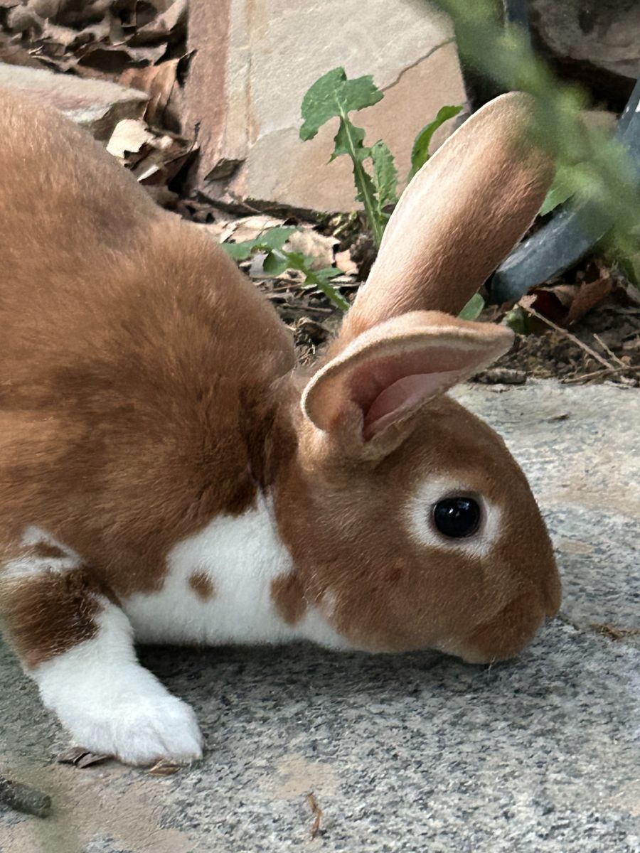 Purebred Rex Rabbits