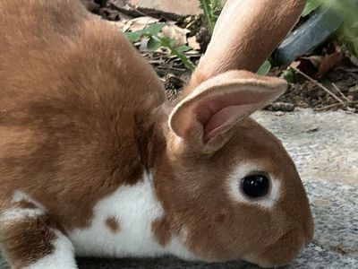 Purebred Rex Rabbits
