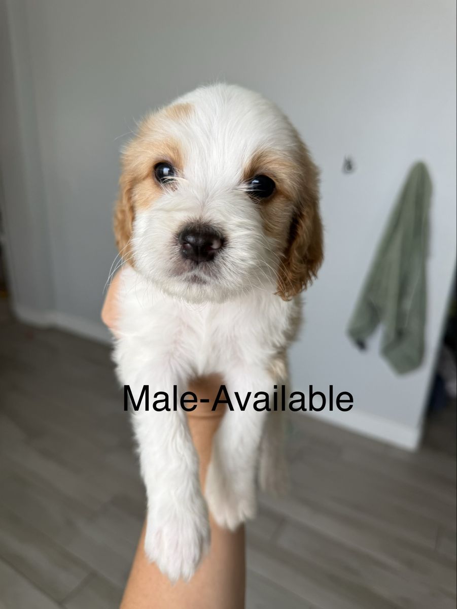 Cavapoo Male puppy