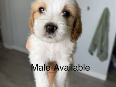 Cavapoo Male puppy