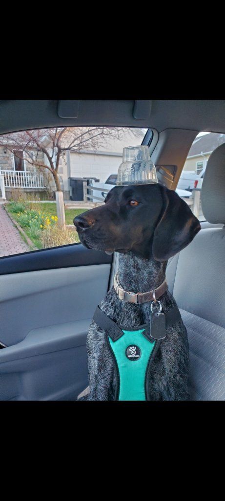 German Shorthair Pointer