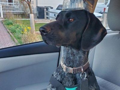 German Shorthair Pointer