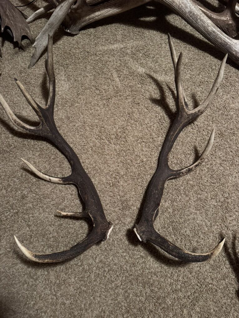 Red Stag Antlers
