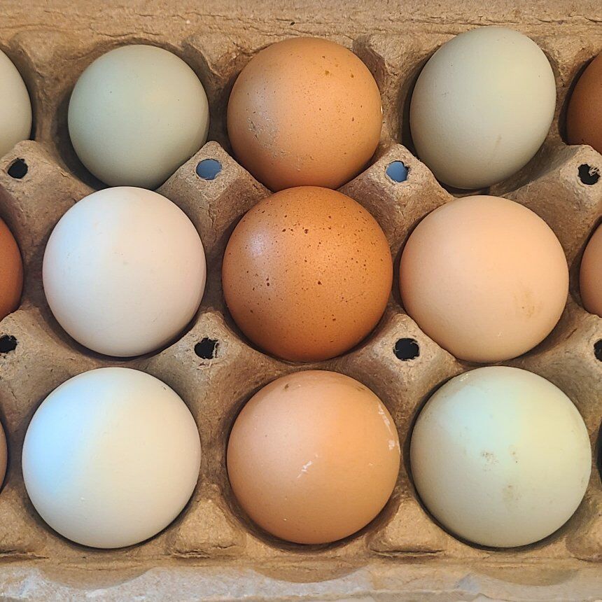 Hatching / Fertile Chicken Eggs