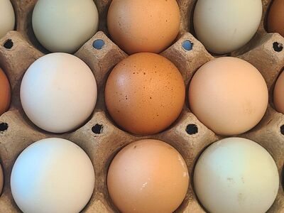 Hatching / Fertile Chicken Eggs