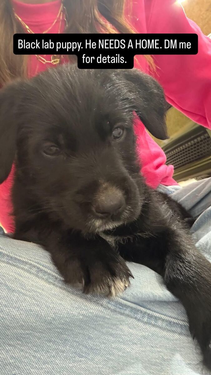 Free Lab Mix Puppy