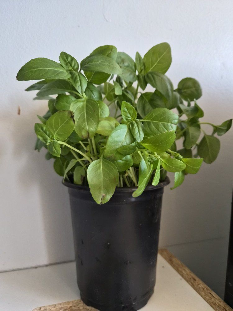 Two Basil Plants .