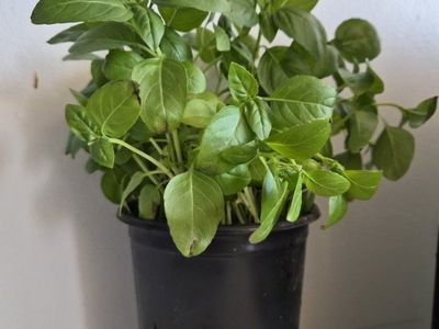 Two Basil Plants .