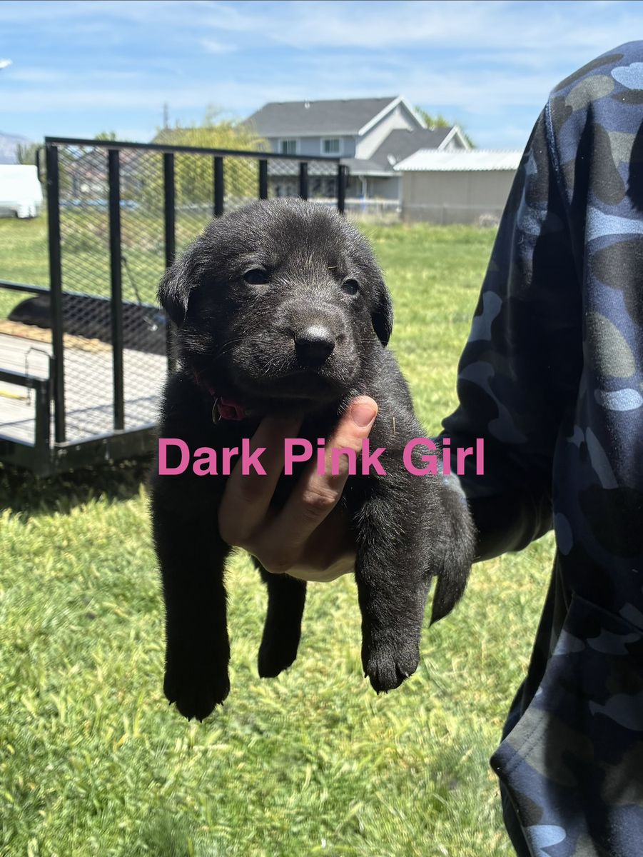 Silver Lab/German shepherd mix
