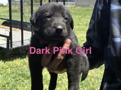Silver Lab/German shepherd mix