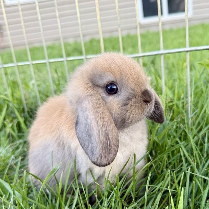 Holland Lop Doe