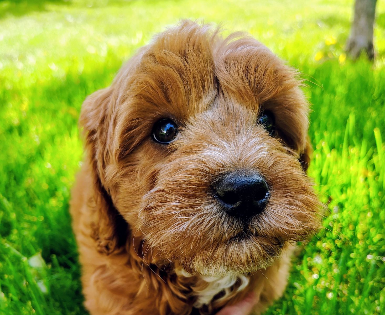 Multi-Gen GOLDEN CAVAPOO Puppy Poodle Golden Retriever Cavalier F1B Red White Puppies