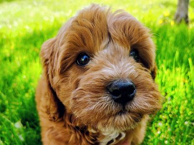 Multi-Gen GOLDEN CAVAPOO Puppy Poodle Golden Retriever Cavalier F1B Red White Puppies