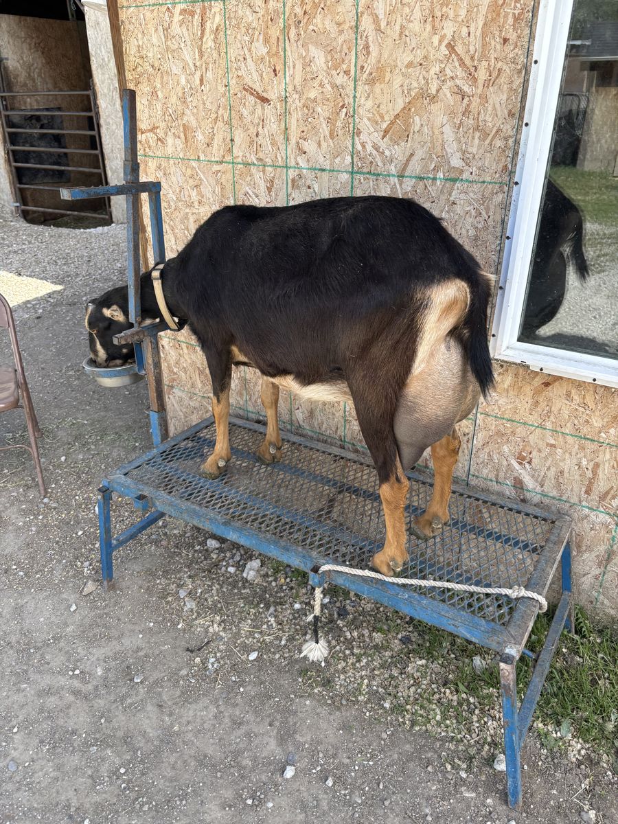 3 year old lamancha doe in milk