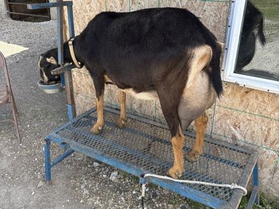3 year old lamancha doe in milk