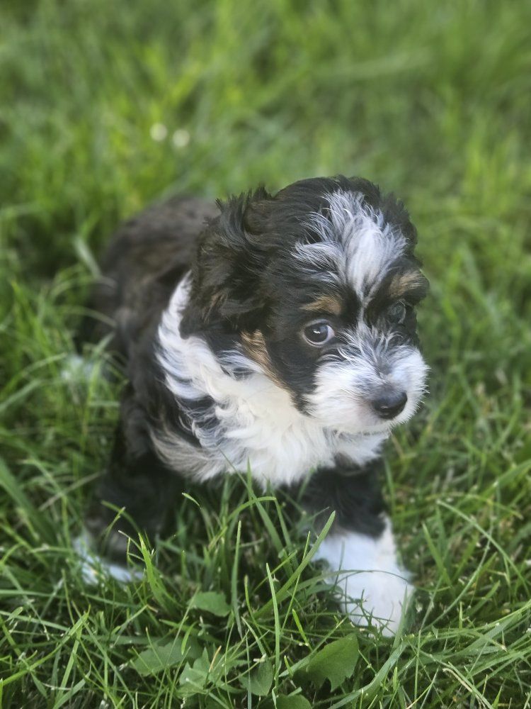Mini Ausiedoodle Puppies