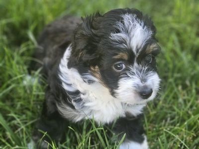 Mini Ausiedoodle Puppies