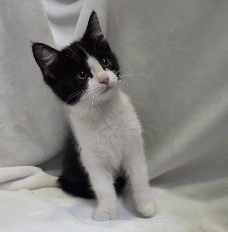 Sweet & Playful Kittens Ready for Their Forever Homes!