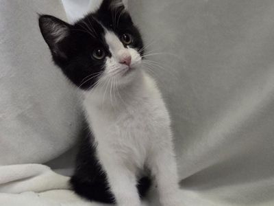Sweet & Playful Kittens Ready for Their Forever Homes!