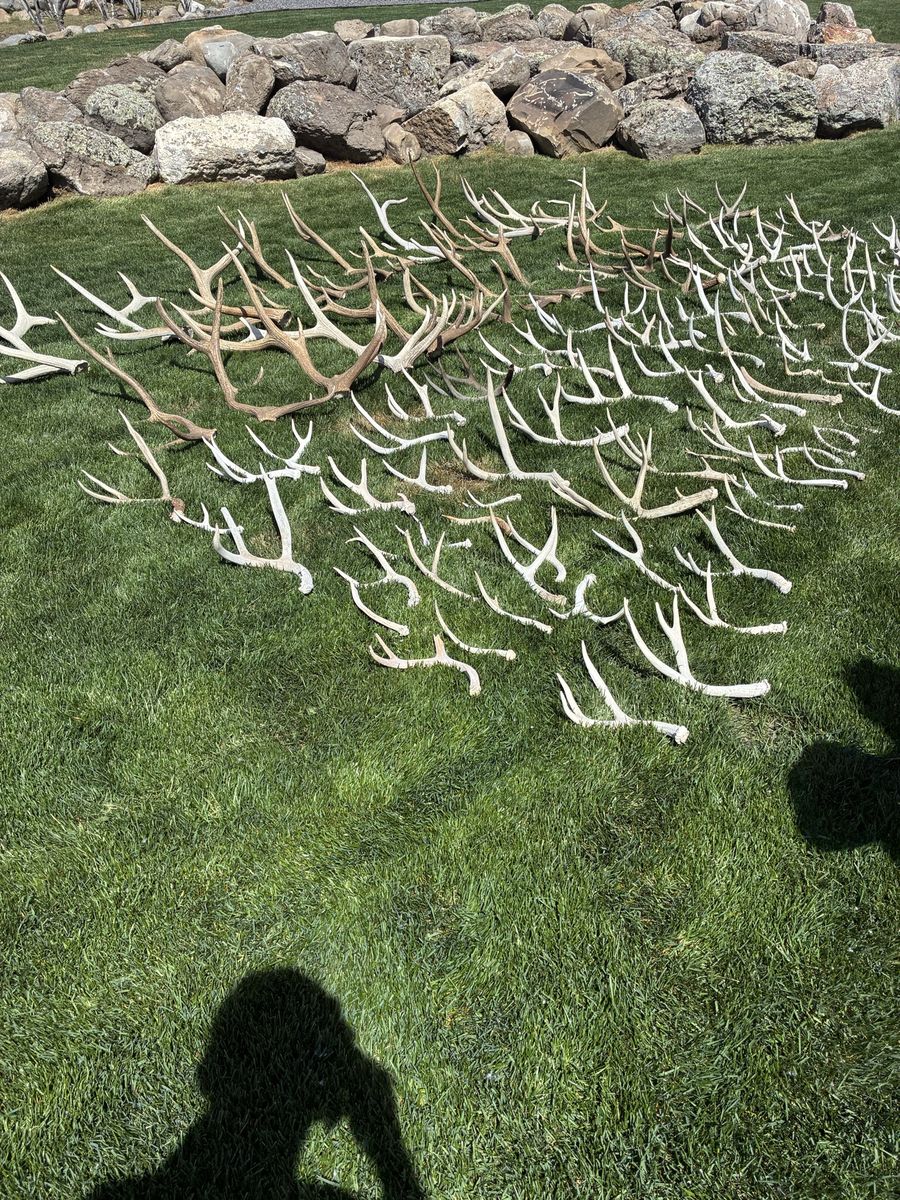 Large Lot of Natural Shed Elk Antlers - Assorted Sizes & Shapes for Decor, Crafts, & Dog Chews