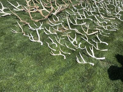 Large Lot of Natural Shed Elk Antlers - Assorted Sizes & Shapes for Decor, Crafts, & Dog Chews