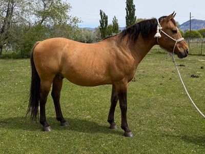 For Stud - Foundation Quarter Horse