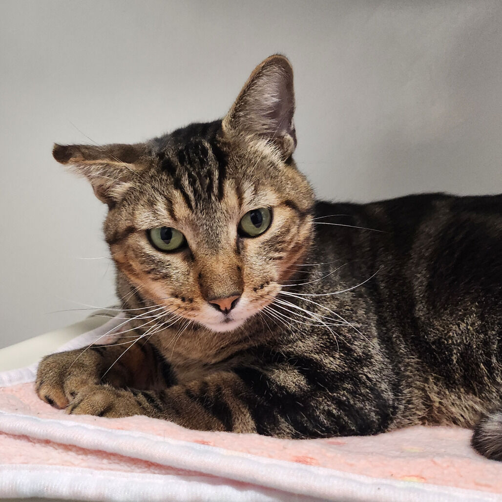 Hello my name is Nepal