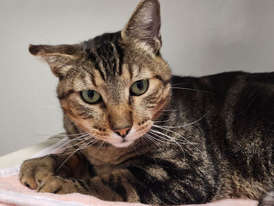 Hello my name is Nepal