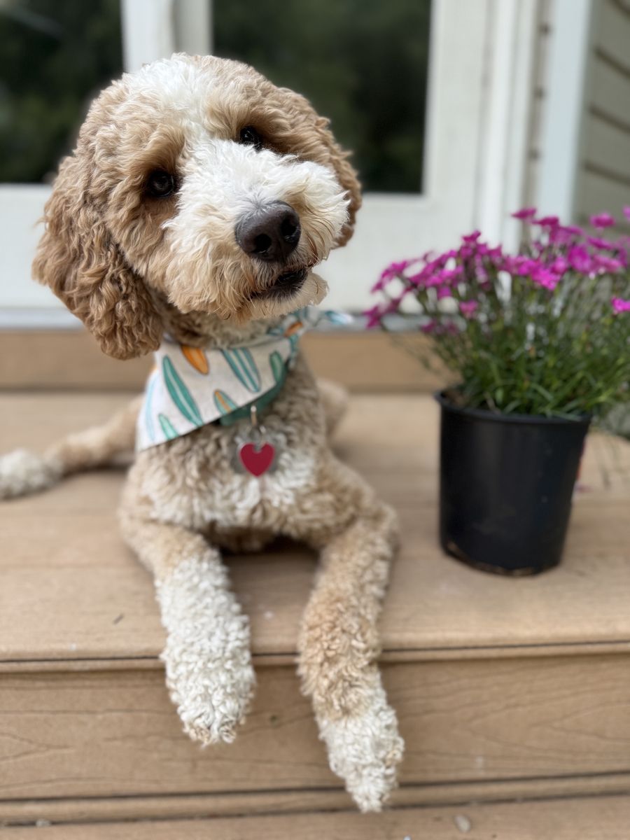 Medium Goldendoodle Stud *Tested and Clear*
