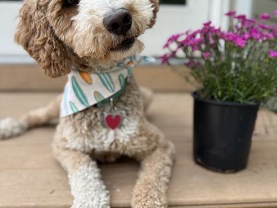 Medium Goldendoodle Stud *Tested and Clear*