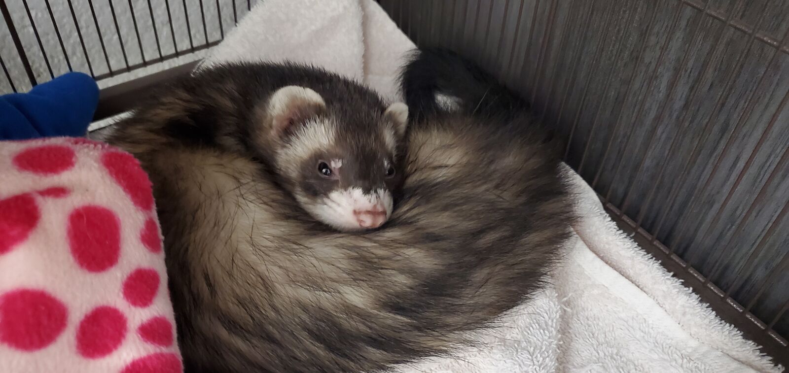 A160016 Slinky is Available for Adoption!