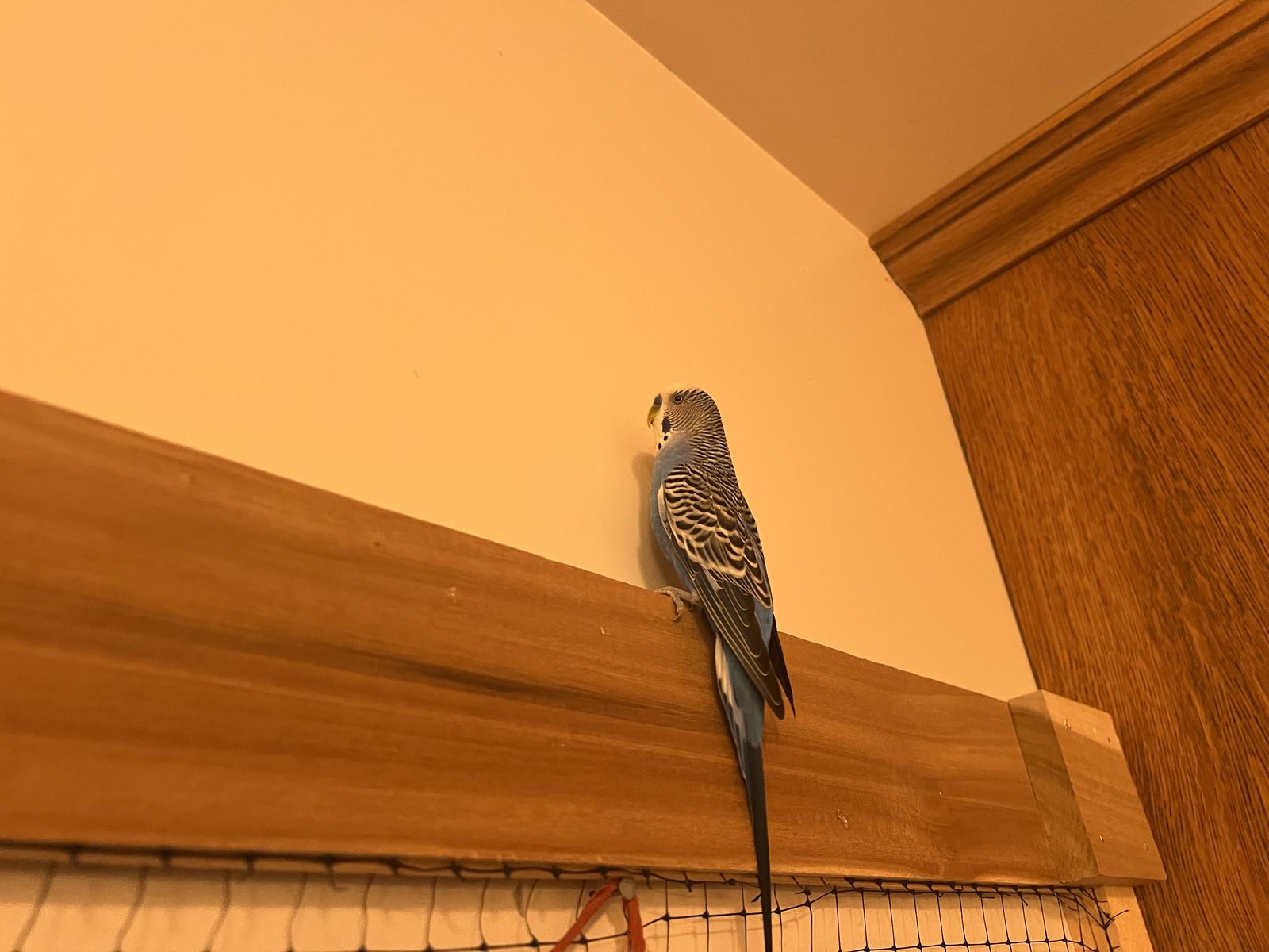 Main image 6