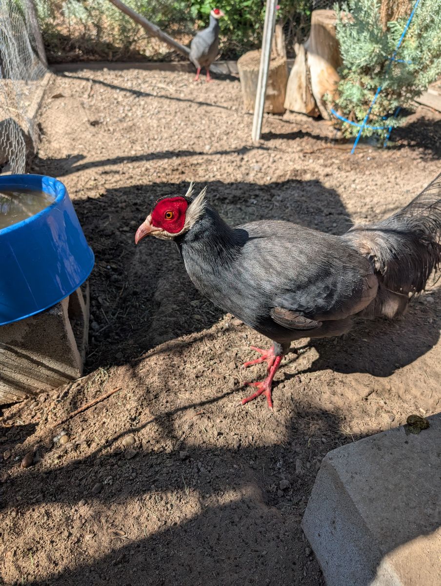 For sale Silver Chukar eggs $4 and Blue Eared pheasant eggs $8