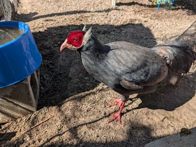 For sale Silver Chukar eggs $4 and Blue Eared pheasant eggs $8
