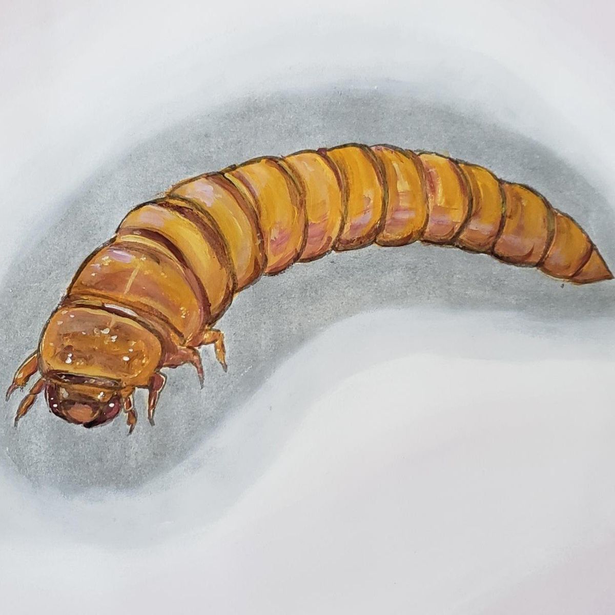 mealworm farm