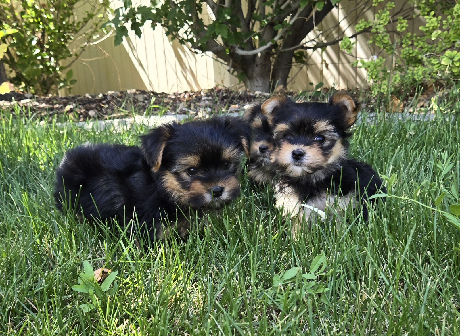 Beautiful Tiny Morkie Pups ( Yorkie /  Maltese )