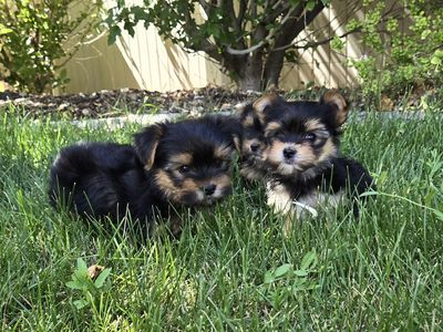 Beautiful Tiny Morkie Pups ( Yorkie / Maltese )