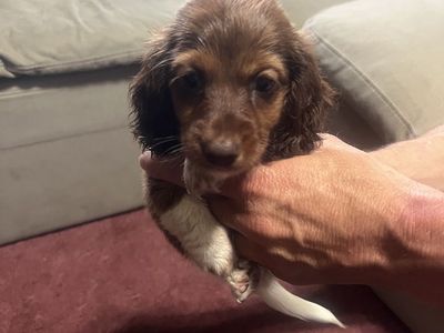 Dachshund puppy