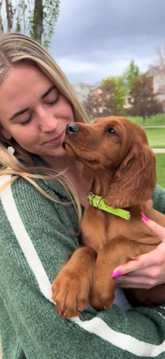 AKC Purebred Irish Setter Puppies