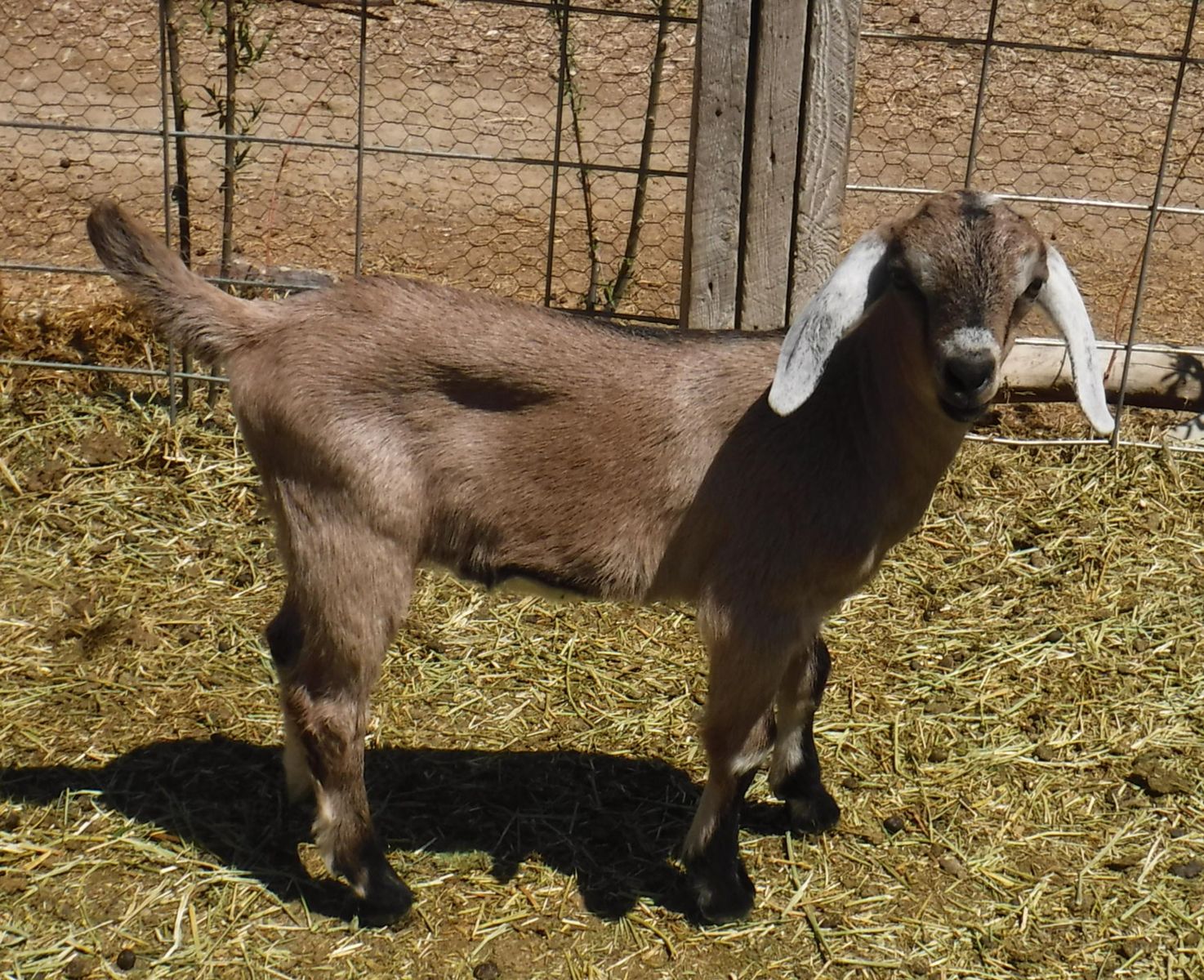 Nubian / Alpine mix wether goat bottle baby $100 OBO