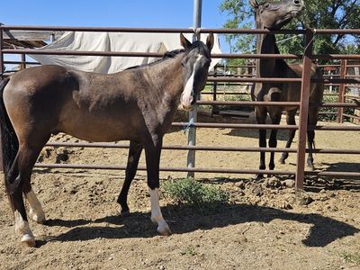 Coming 3 Tennessee walker colt