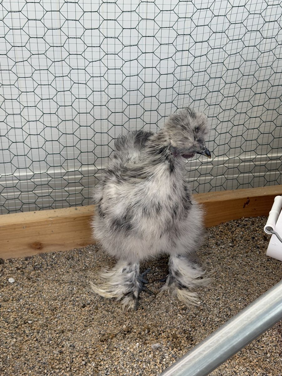 Silkie Roosters - Free
