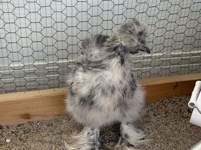 Silkie Roosters - Free